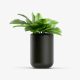 Tedo Emporium Bonsai with Vase